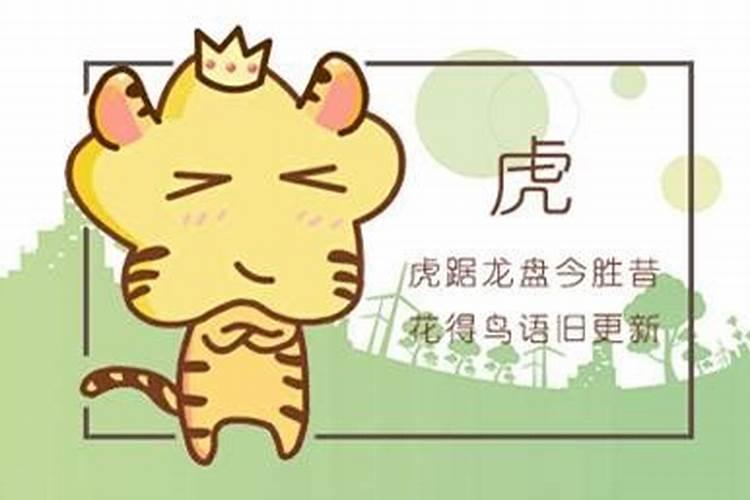 属龙爸爸和虎宝宝八字合不合 龙虎之人不克不合？