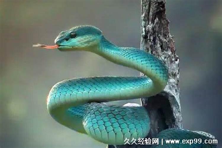 白天梦见蛇是什么预兆