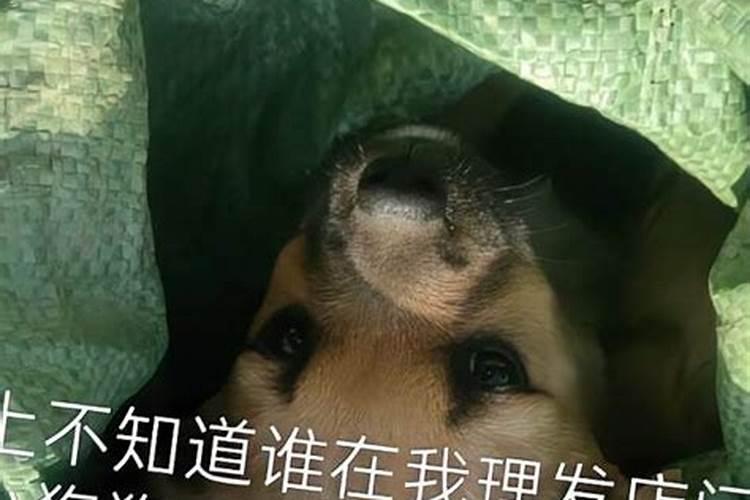 梦见父母搬家是什么意思