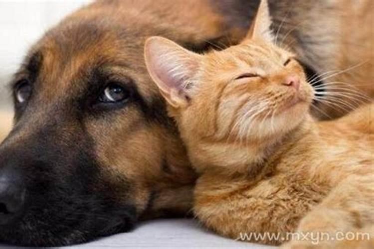 孕妇梦见猫和狗