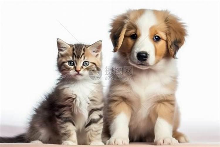 孕妇梦见猫和狗