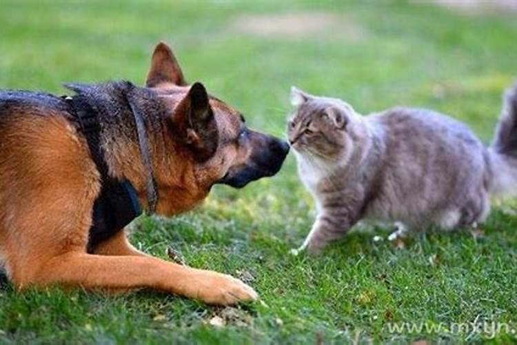 孕妇梦见猫和狗是什么意思 孕妇做梦梦到猫和狗好不好