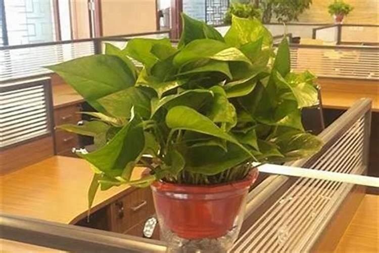 办公室摆放什么植物会旺风水