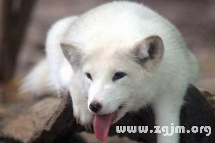 做梦梦见猫缠着我不放 赶不走 最后还咬了我一口