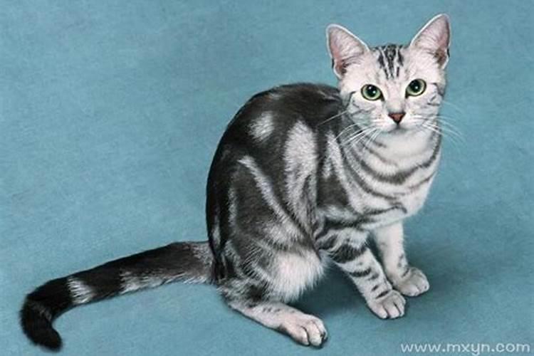 梦见猫冲自己发怒
