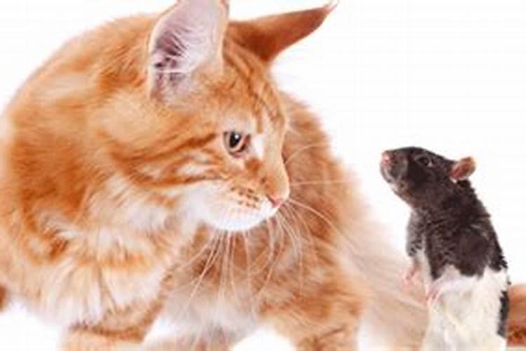 梦见猫捉老鼠是什么意思？
