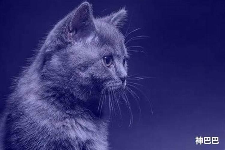 梦见猫是什么意思周公解梦