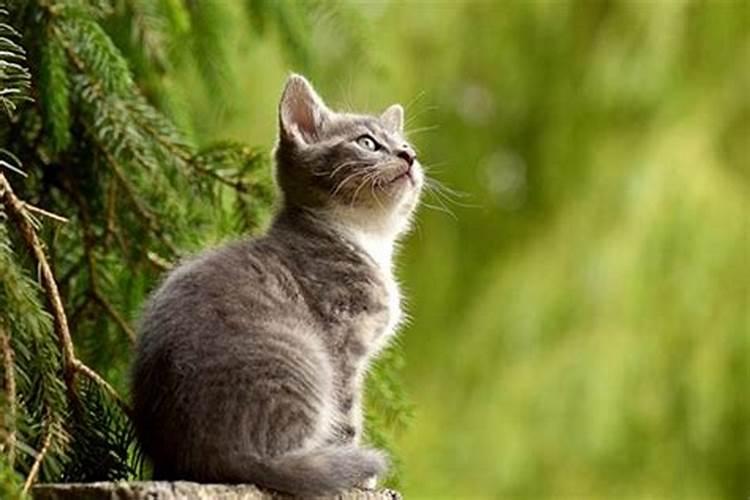 女人梦见猫是好事还是坏事