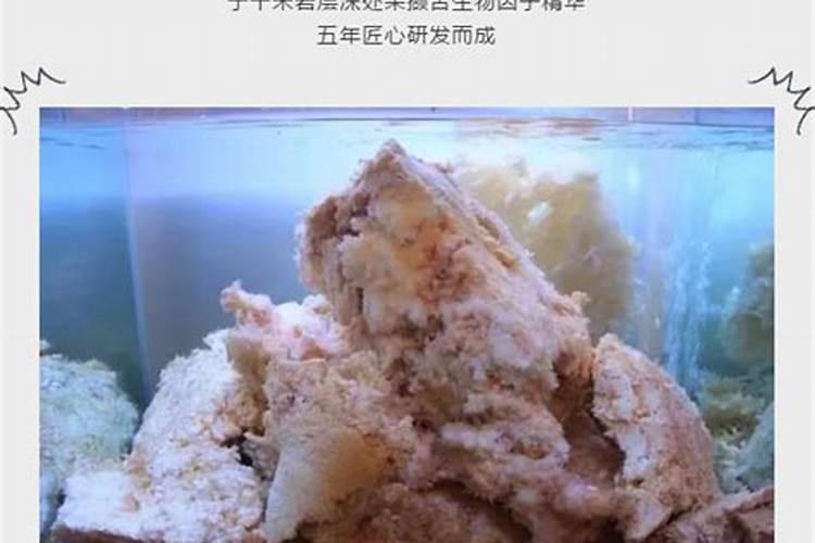 2024属蛇如何化解和羊属相的矛盾