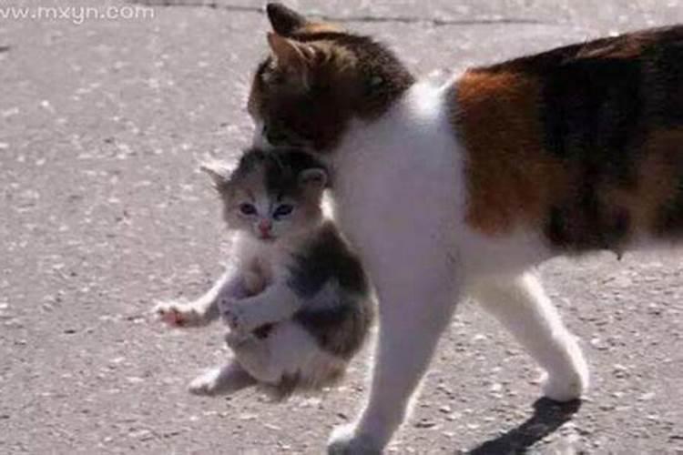 梦见被猫追是什么意思？