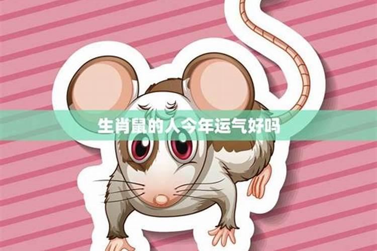 属鼠人2026年全年运势及运程