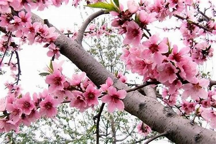 风水催婚姻方法 桃花位摆放花瓶招姻缘？
