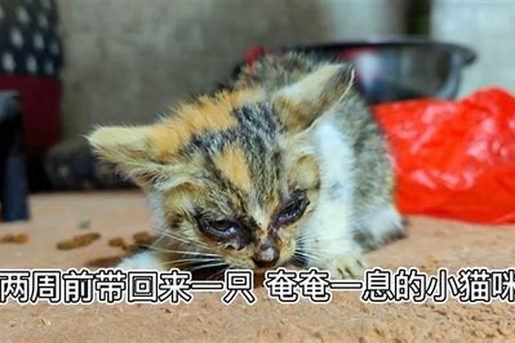 农历生辰八字免费算命婚姻配对农历算命最准免费