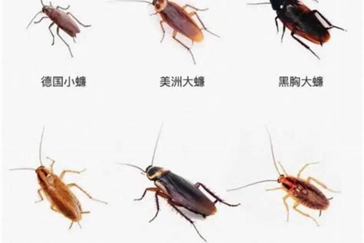 家里出现蚂蚁预示什么,风水是好是坏
