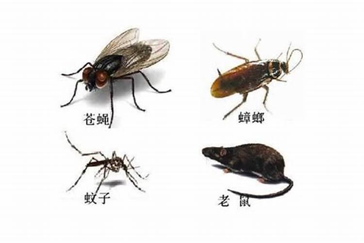 迷信中家中出现蚂蚁有没有什么说法
