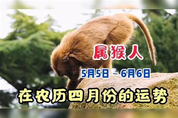 四月猴都不好吗 四月出生属猴人逐年运势