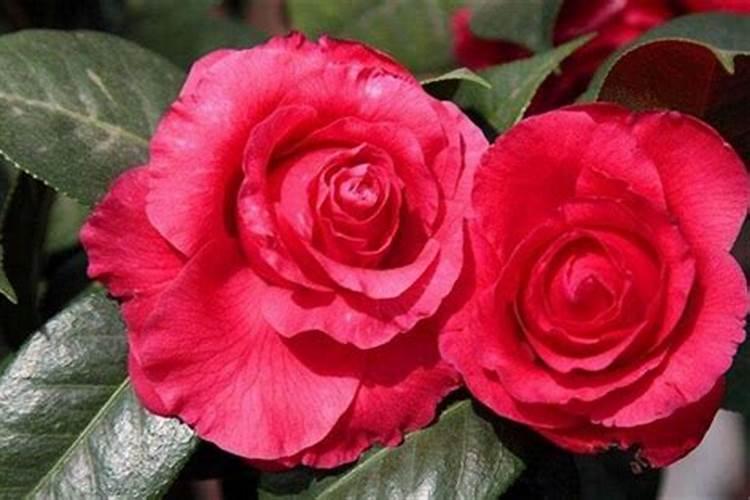 什么是花朝节