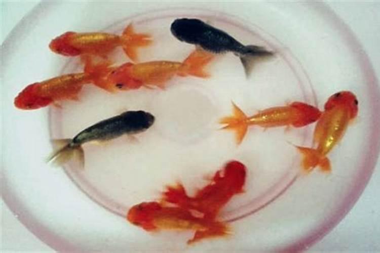 海中金鱼缸怎么样