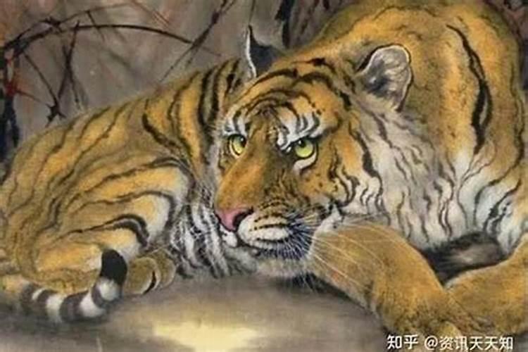 生肖虎2025年运势属虎2025年运势及运程