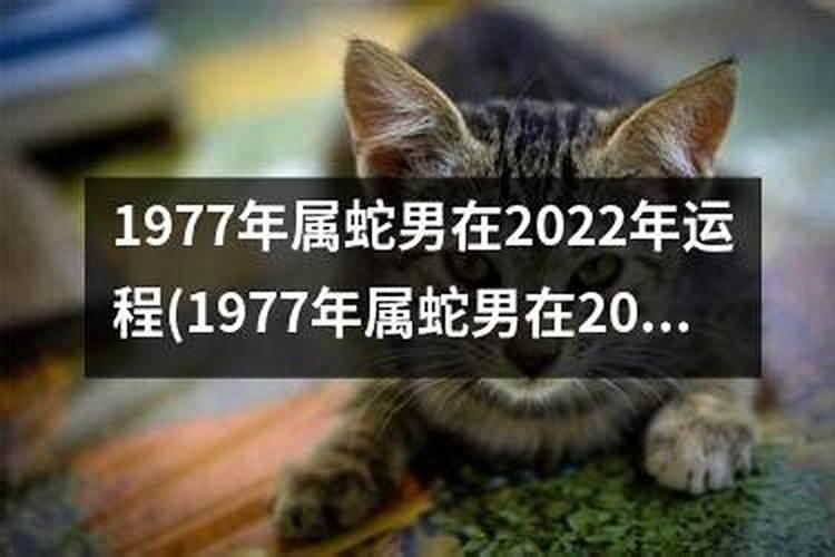 2025年属龙人一生命运