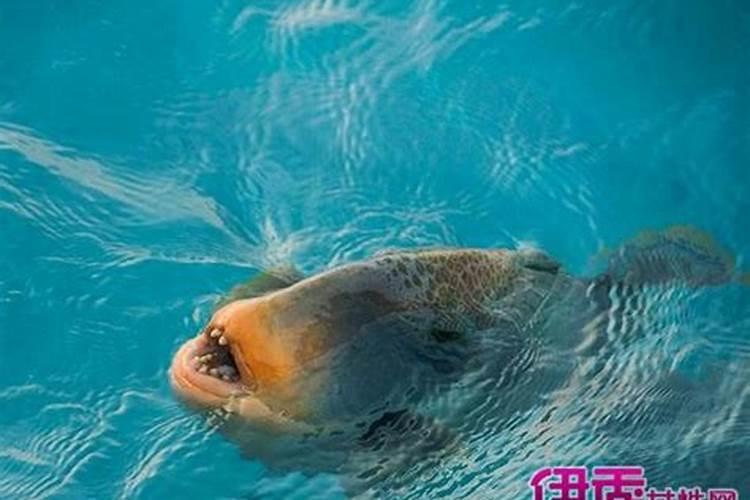 梦见吃小孩是什么意思？