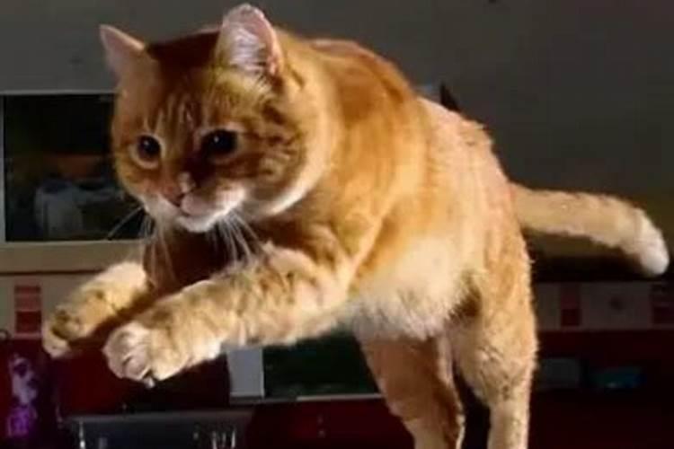 猫来家里有什么预兆 送走了运气会变差吗