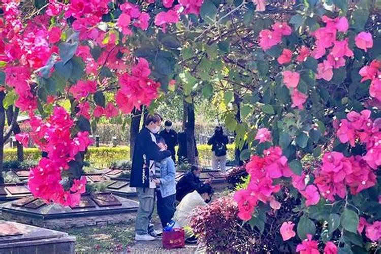 清明节祭奠鲜花一般包几朵 清明节祭奠鲜花要多少朵呢