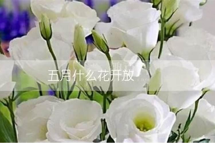 运气不好的说说 有时候生活真的是太过差劲
