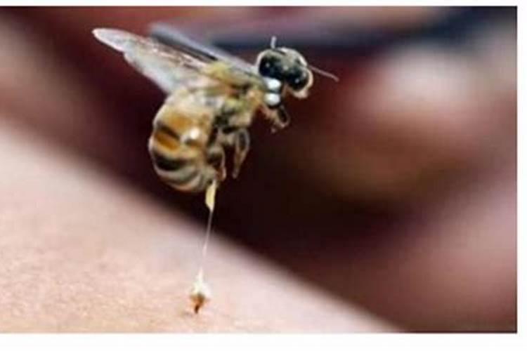 梦见老虎追赶自己孩子预示着什么意思