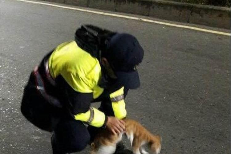 开车撞死猫后的民间说法有哪些？