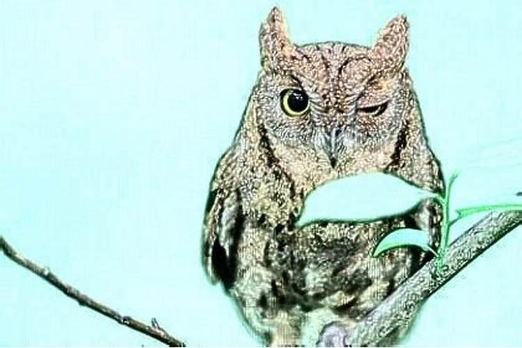 梦见猫头鹰是什么预兆 周公解梦