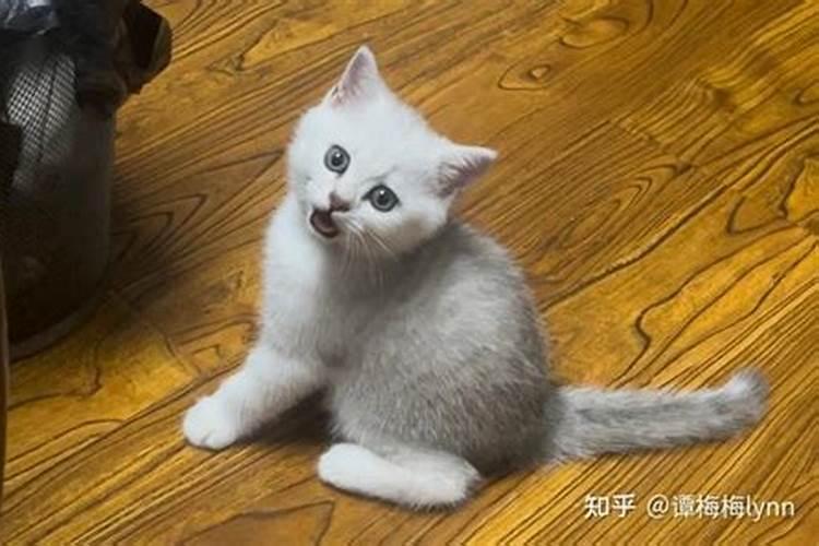 孕妇梦到猫预示什么？