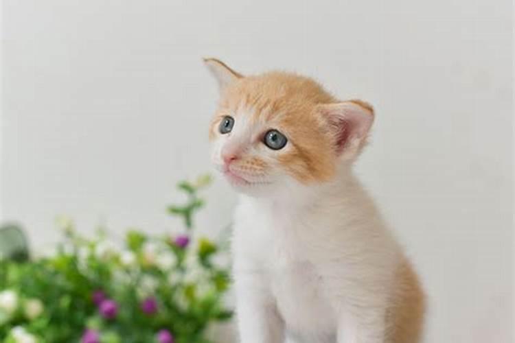 孕妇梦见猫和老鼠是什么意思
