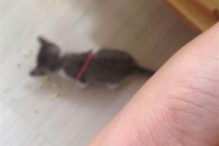梦见猫咬我的手指出血的预兆