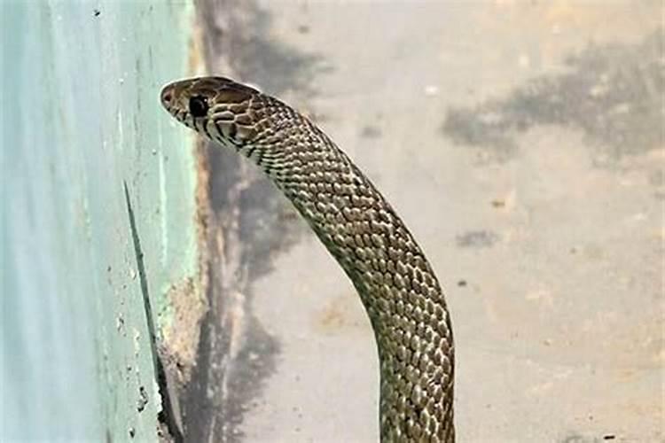 属猴的女人嫁给属狗的怎么样 属猴女嫁属狗男好吗