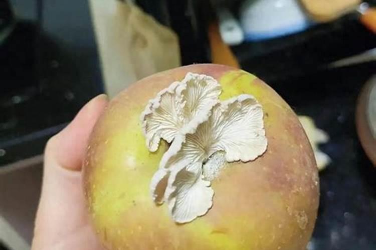 梦见已经过世的人是什么预兆