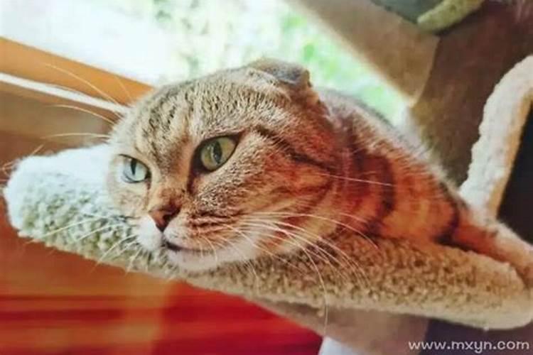 梦见一只猫缠着自己,赶不走