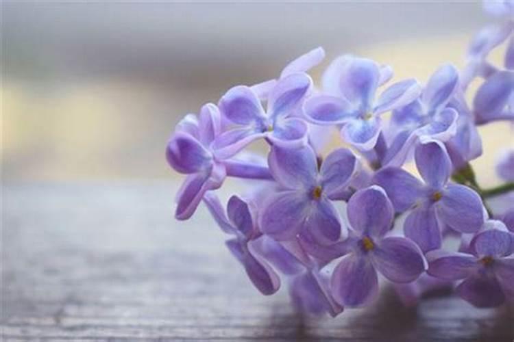 梦见看花是什么意思？
