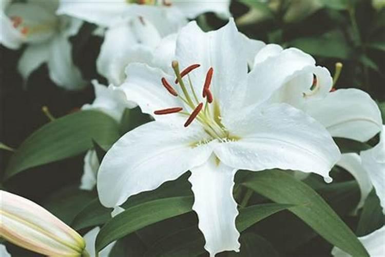 梦见看花