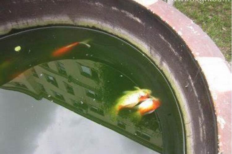 梦见鱼死了还有活鱼