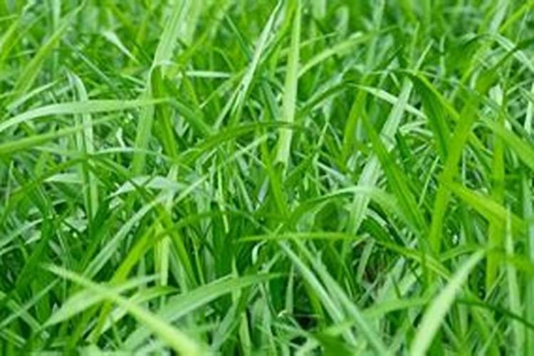 梦见荒草是什么征兆