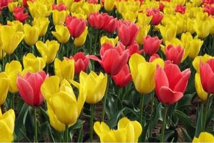 梦见郁金香花开是什么意思