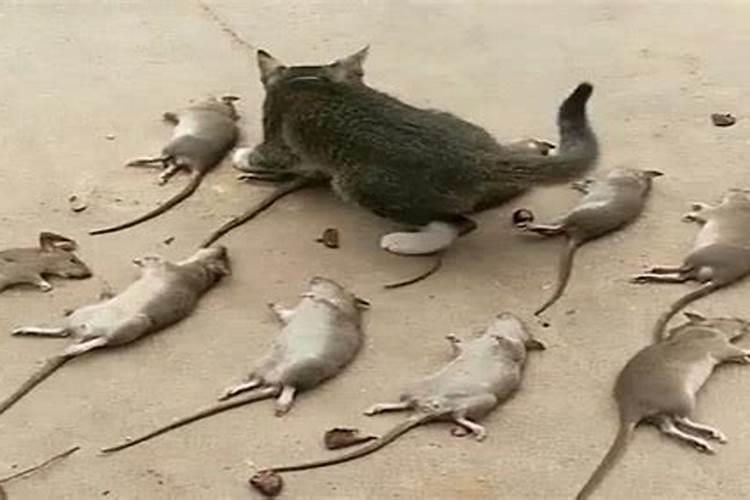 梦见猫大的老鼠的预兆