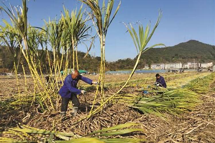 想知道福建漳州的结婚礼仪？