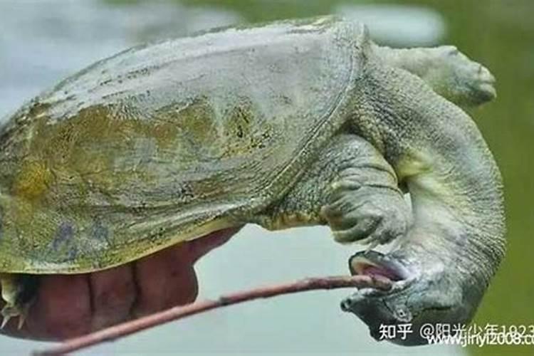 72属鼠三年大运 72年属鼠运势如何？