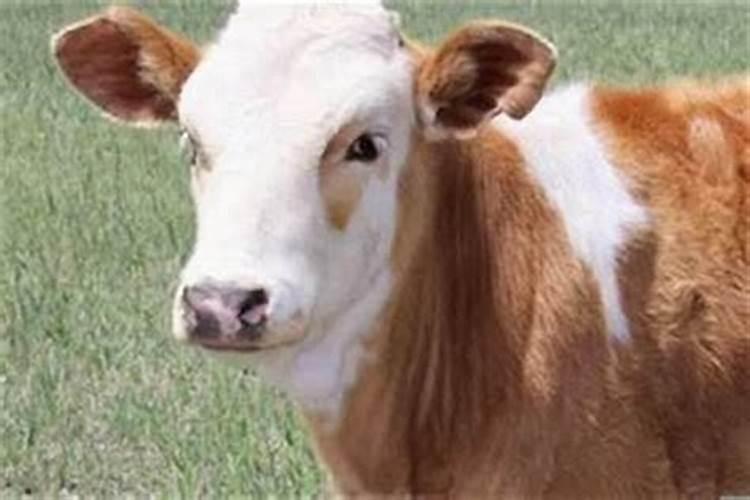 重阳节是农历9月9日还是阳历
