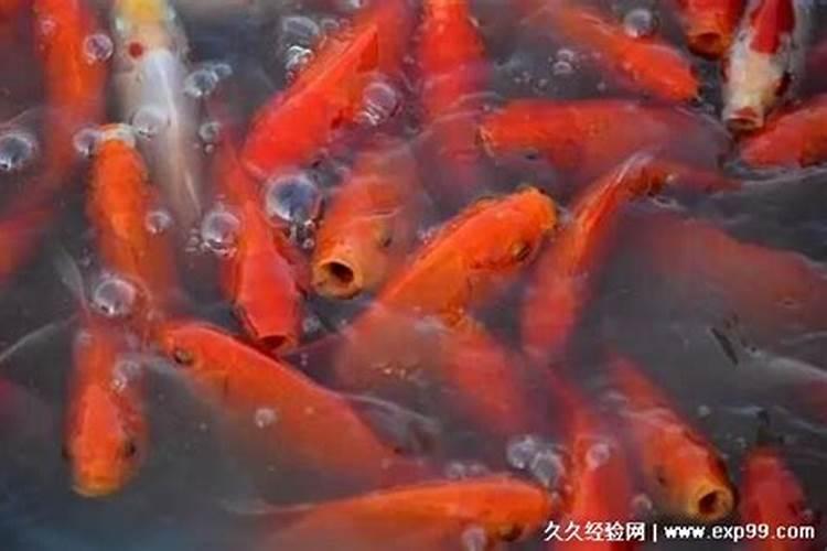 梦到养的鱼死了是什么意思