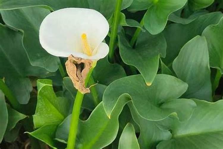 梦见马蹄莲开花的预兆