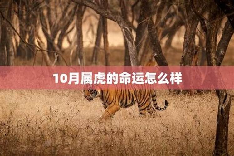 10月虎是什么命运如何
