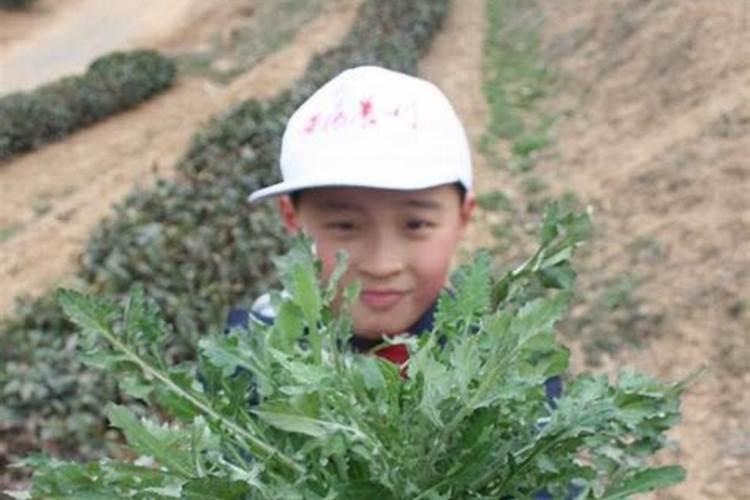 立夏节气吃什么传统食物 立夏节气吃什么